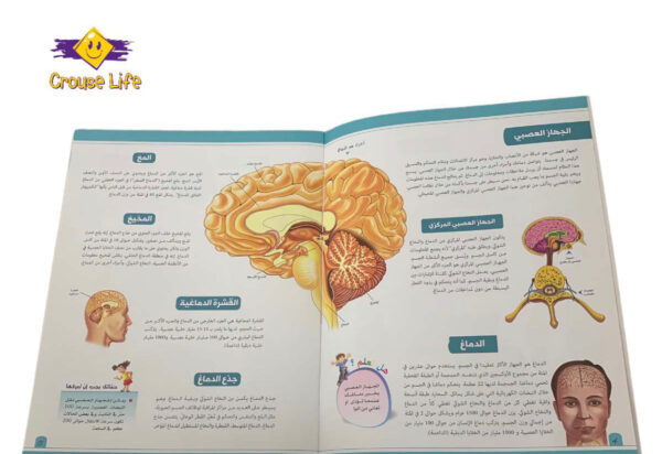 ⁦موسوعة جسم الإنسان _ أعضاء جسم الإنسان⁩ - الصورة ⁦2⁩