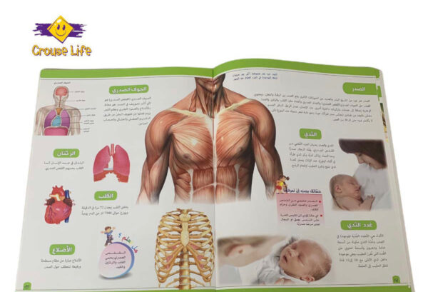 ⁦موسوعة جسم الإنسان _ أعضاء جسم الإنسان⁩ - الصورة ⁦3⁩