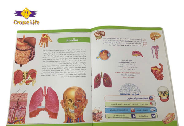 ⁦موسوعة جسم الإنسان _ أعضاء جسم الإنسان⁩ - الصورة ⁦5⁩