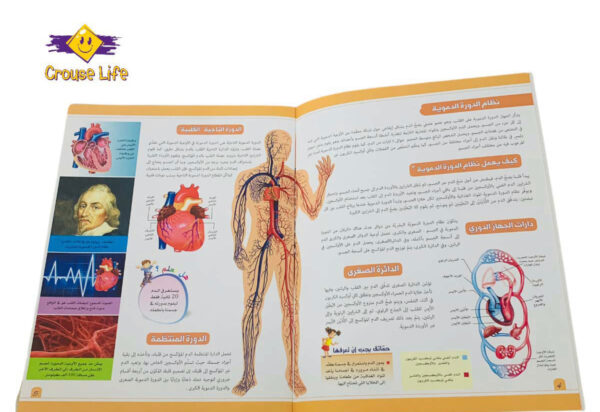 ⁦موسوعة جسم الإنسان _ الدورة الدموية والجهاز التنفسي⁩ - الصورة ⁦2⁩