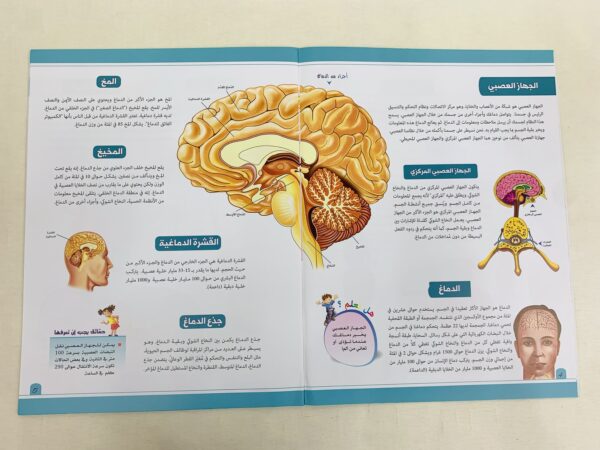 ⁦موسوعة جسم الإنسان _ الجهاز العصبي⁩ - الصورة ⁦4⁩